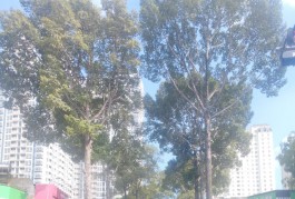 Ngộp Lý Thường Kiệt - Giáp Quận 10 - 65m2 - 2 tầng - HXH sát Mặt Tiền
